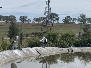 ダーリング・ダウンズ動物園