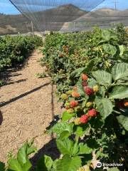 Santa Barbara Blueberries