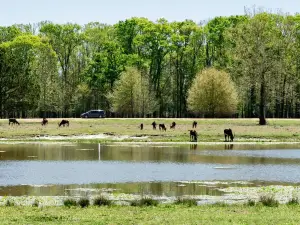 Alabama Safari Park