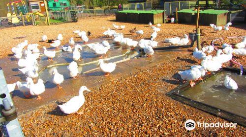 Longdown Activity Farm