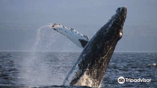 Prince of Whales Whale & Marine Wildlife Adventures