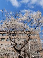 Rock-breaking Cherry Tree