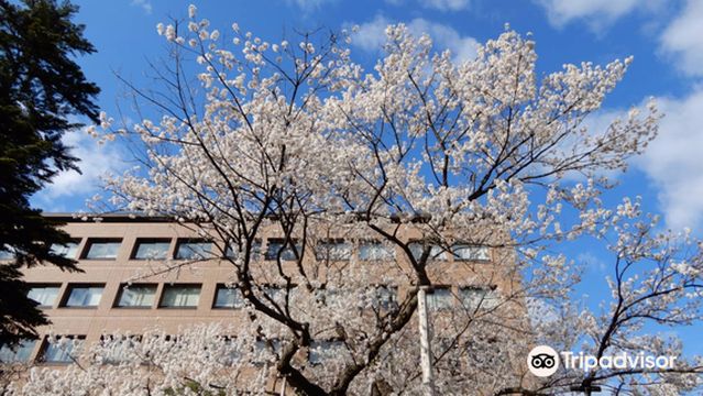 Ishiwarizakura (The Rock-Splitting Cherry Tree)