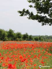 National Memorial Arboretum