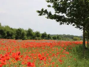 National Memorial Arboretum (Alrewas, Staffordshire)