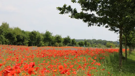 National Memorial Arboretum