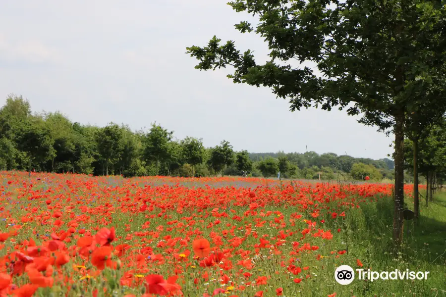 National Memorial Arboretum (Alrewas, Staffordshire)