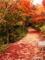 Seohuri Forest