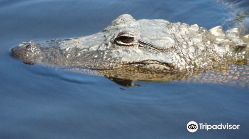 Cajun Pride Swamp Tours