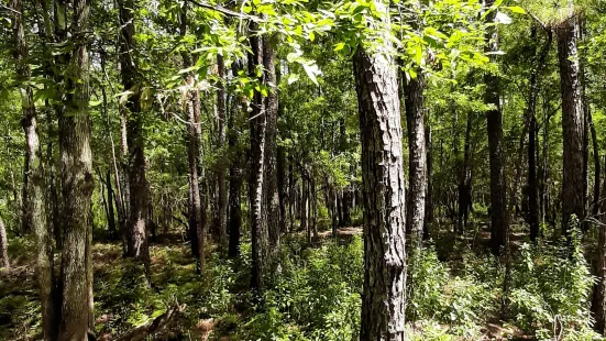 Big Thicket National Preserve