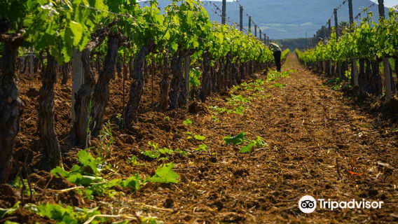 Fattoria Terre del Marchesato