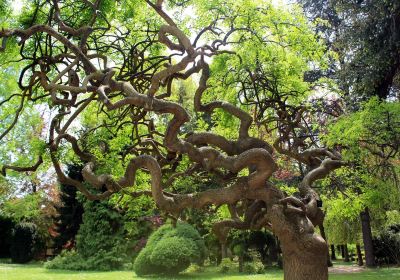 Karaca Arboretum