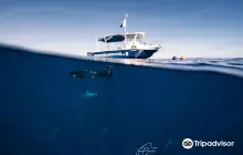 One Ocean Diving