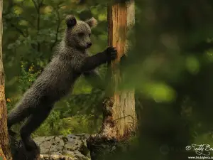Slovenian Bears