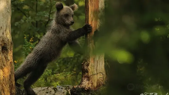 Slovenian Bears