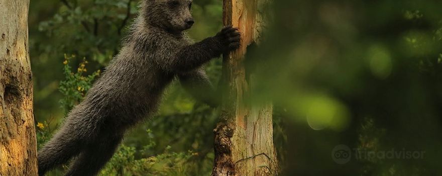 Slovenian Bears