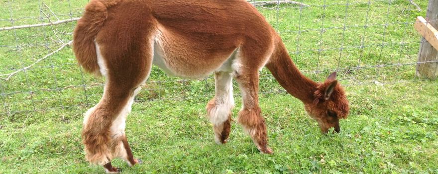 Dream Acres Alpacas
