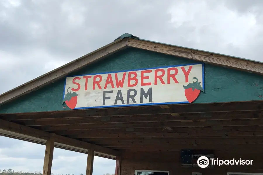 The Strawberry Farm