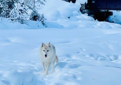 Northern Lights Wildlife Wolf Centre