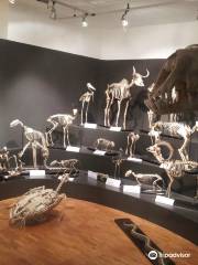 Museo Civico di Storia Naturale di Trieste