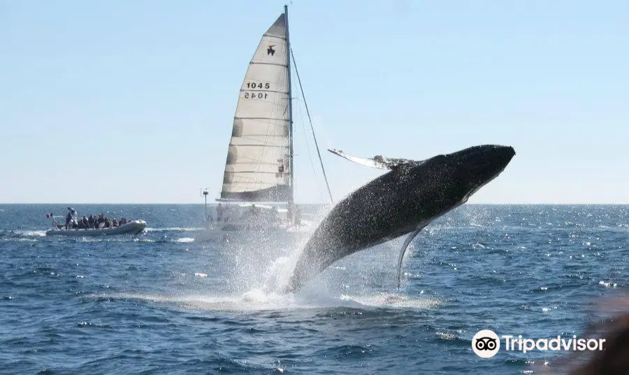 La Princesa Catamaran