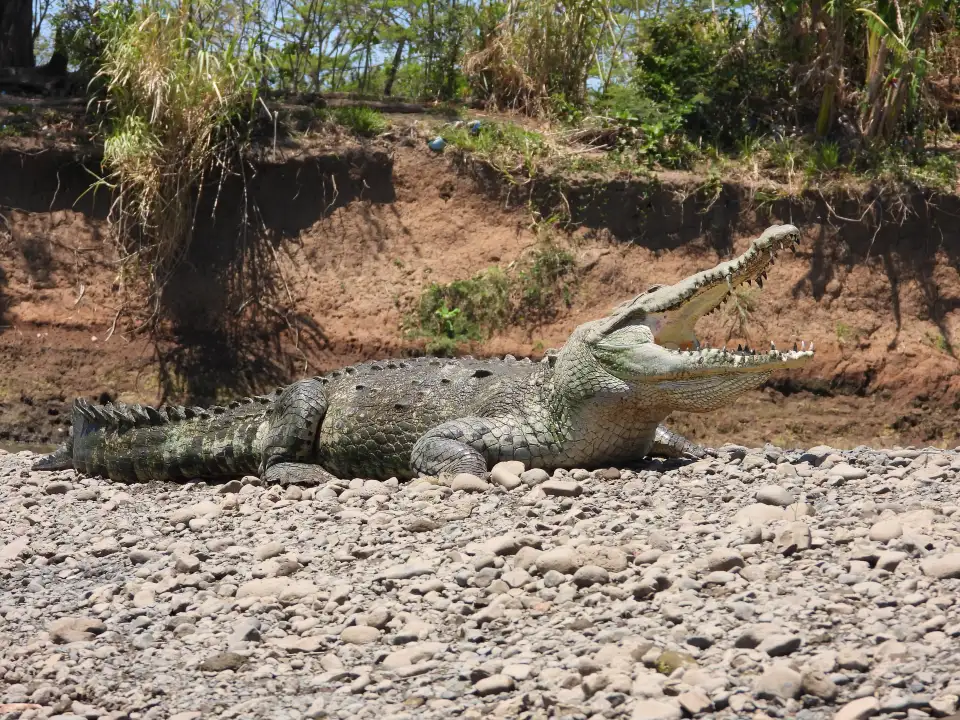 4_Jose´s Crocodile River Tour