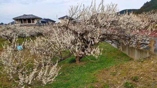 宮崎農園