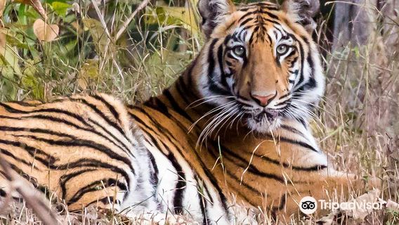 Tadoba-Andhari Tiger Reserve