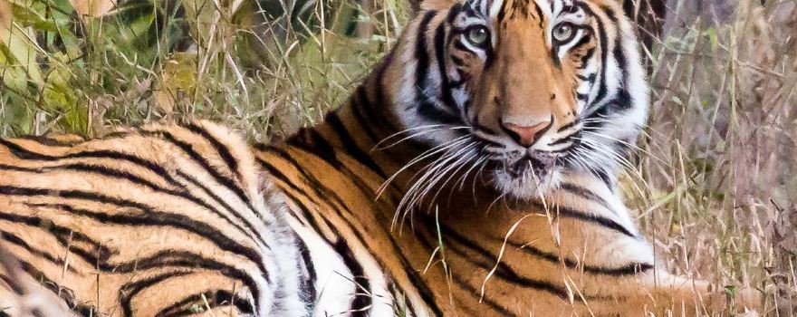 Tadoba-Andhari Tiger Reserve