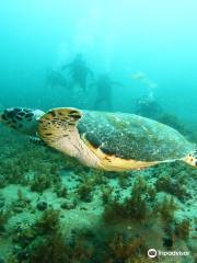 Dive Bahia Salvador