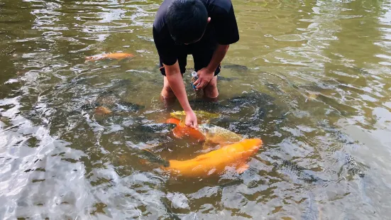 Bombon Kg. Marakau (Fish Spa)