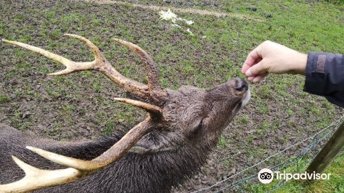 South West Deer Rescue