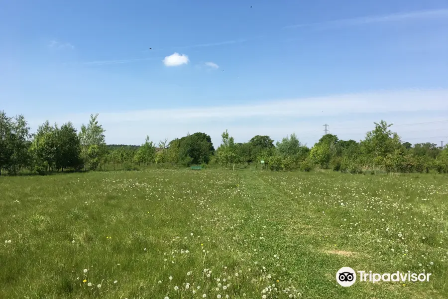 Heart of England Forest - Haydon Way Wood