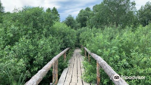 Typographic Bridge