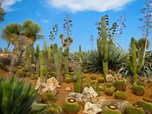 Botanicactus