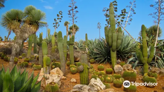 Botanicactus