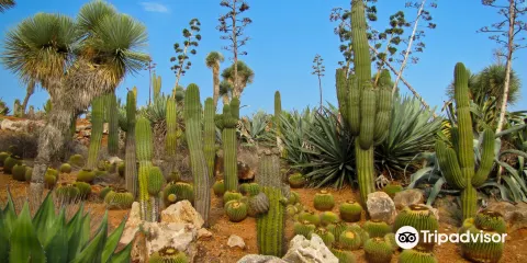 Botanicactus