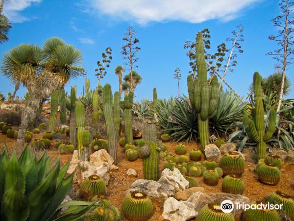 Botanicactus