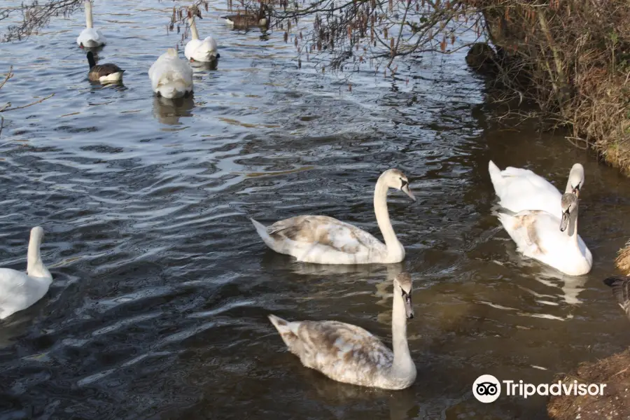 Rickmansworth Aquadrome