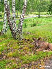 Smålandet Moose Safari