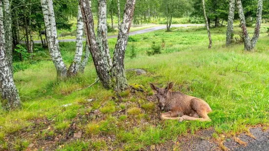 Smålandet Moose Safari