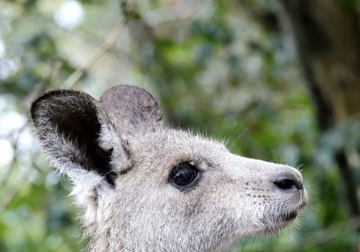 Horizons Kangaroo Sanctuary & Camp Ground