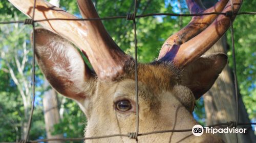 Abira Town Deers Park