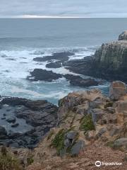 Playa Punta de Lobos