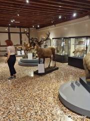 Silvia Zenari Civic Museum of Natural History