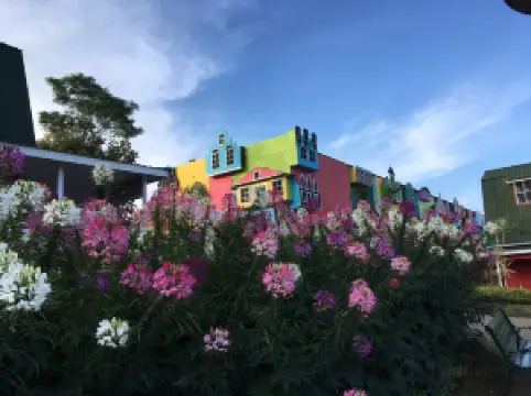 Celosia Flower Garden