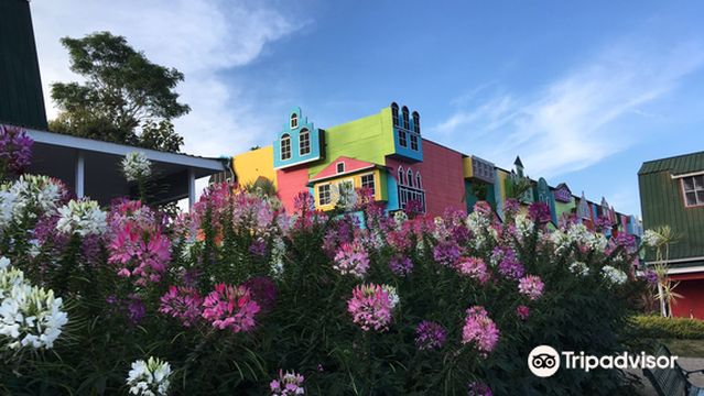 Celosia Flower Garden