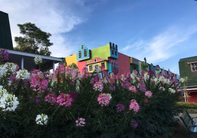 Celosia Flower Garden