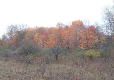 Audubon Wetlands Preserve