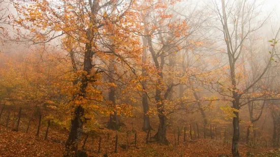 Mersisi Forest (sangdeh forest)